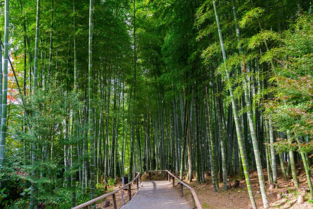 kodaiji temple bamboo grove