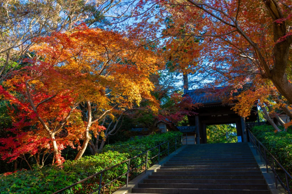 A long set of stone steps with a metal handrail leads up a slope to a dark, traditional wooden gate of Engakuji Temple. Above and around the steps, Japanese maple trees are in their full, dramatic autumn splendor, displaying vivid hues of red, orange, and gold. The background features other green trees under a clear blue sky.
