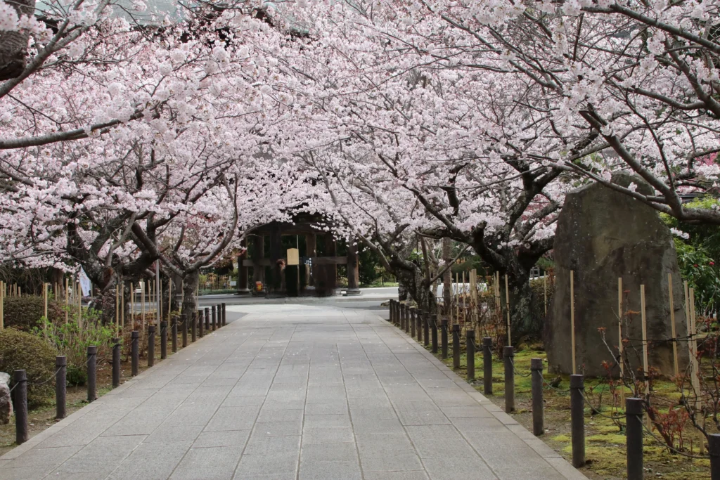 A stone-paved pathway leads towards the dark wooden gate of Kenchoji Temple in Kamakura, Japan. The path is flanked by a lush avenue of cherry trees in full pink and white bloom, forming a canopy overhead. The gate and path are lined by low fences with wooden posts. Moss and a large stone monument can be seen on the right side.