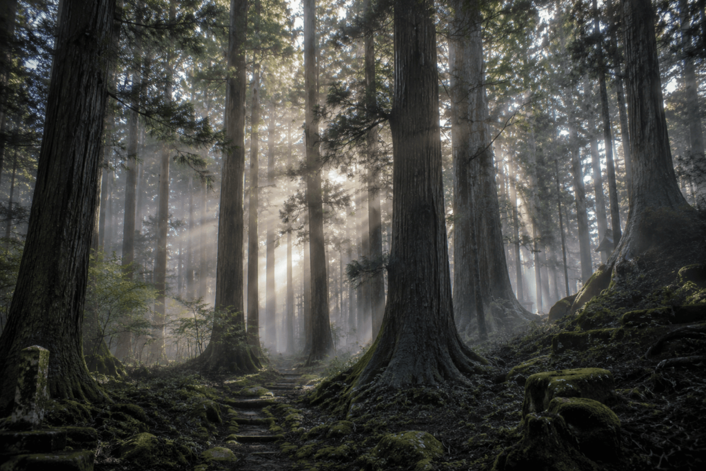 Ancient Japanese cedar forest with shafts of light and mist at ground level conveying scale and stillness of old growth trees