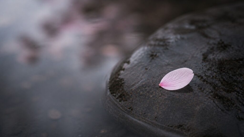 Single cherry blossom petal resting on still water surface embodying mono no aware beauty of impermanence
