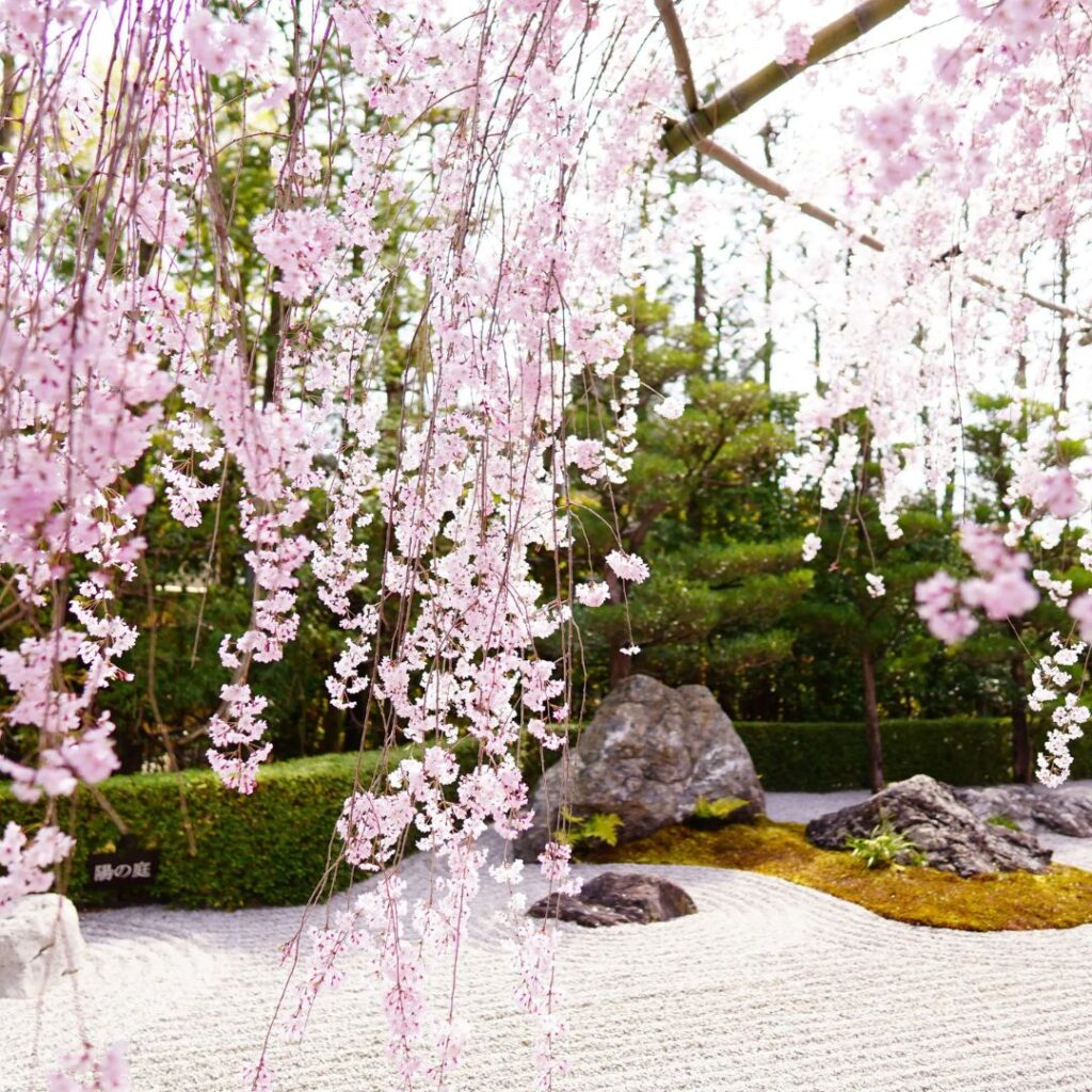 A magnificent weeping cherry tree (Shidare-zakura) in full bloom at the entrance of Taizo-in Temple, Myoshin-ji, Kyoto.