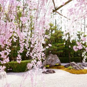 A magnificent weeping cherry tree (Shidare-zakura) in full bloom at the entrance of Taizo-in Temple, Myoshin-ji, Kyoto.