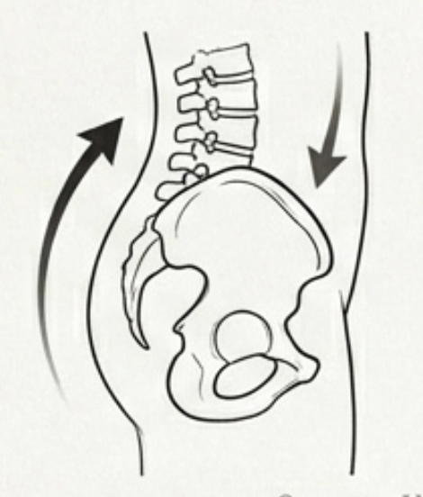 Pelvic Tilt and Spinal Alignment